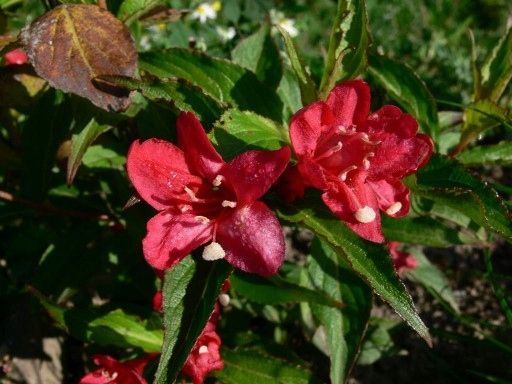 C2 KRZEWUSZKA CUDOWNA WEIGELA RED PRINCE zdjęcie 1