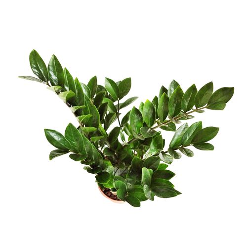ZAMIOKULKAS (ZAMIOCULCAS) 60cm na Arena.pl