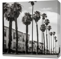 Obraz 60x60cm Spacer w Cieniu Palm