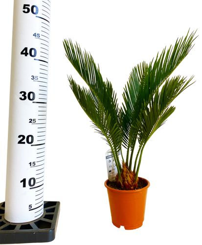CYKAS (CYCAS) 40 cm na Arena.pl