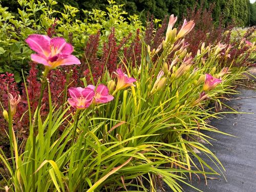 Liliowiec 'Entrapment' Różowy Żółty (Hemerocallis) Doniczka 2.0L na Arena.pl