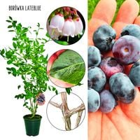 Borówka Lateblue słodka deserowa KRZEW 60-90 cm