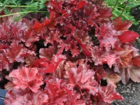 Żurawka FOREVER RED Ciemno-czerwona Białe kwiaty Niewysoka Sadzonki 2L