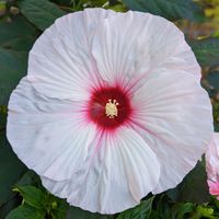 Hibiskus bagienny bylinowy 'Luna White' Biały (Hibiscus moscheutos) 3.0L