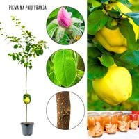 Pigwa Vranja Gruszkowa soczysty miąższ NA PNIU 100-150 cm