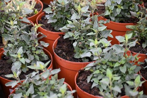 Kłosowiec Mango Tango - Agastache na Arena.pl