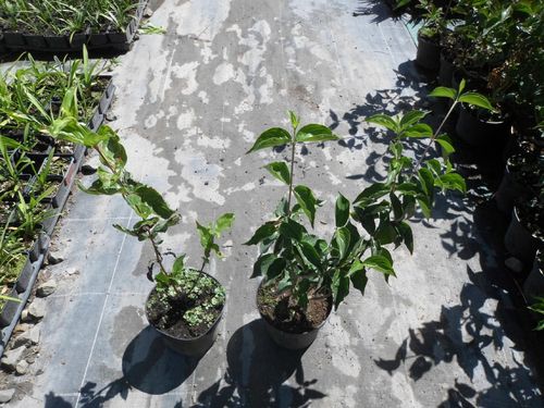 Dereń jadalny Jolico 40-60cm C2 na Arena.pl