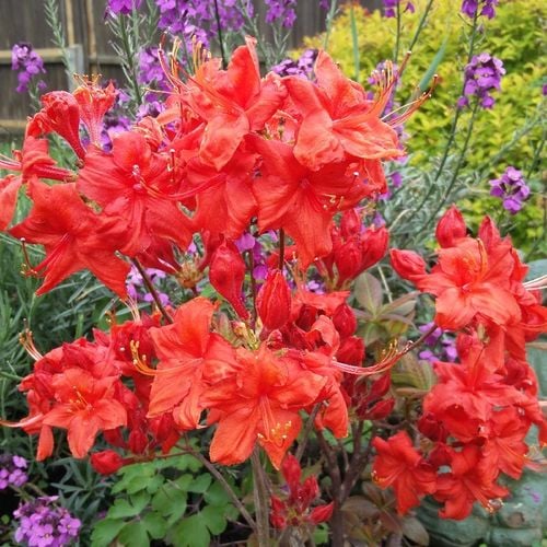 Azalia wielkokwiatowa FIREBALL Czerwona Sadzonki w doniczkach P9 na Arena.pl