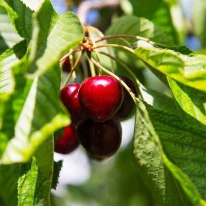 Czereśnia LAPINS owocuje każdego roku SAMOPYLNA na Arena.pl