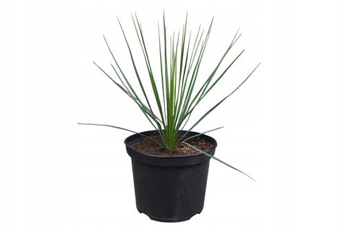 Yucca Thompsoniana Juka mrozoodporna 20-30cm na Arena.pl