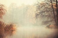 FOTOTAPETA WIDOK DRZEWA WE MGLE MOKRADŁA TRZCINA