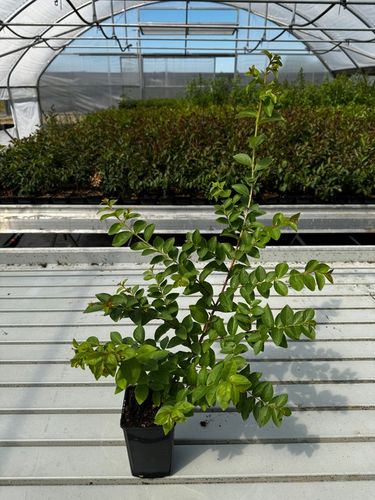 LAGERSTROEMIA INDICA NAJDŁUŻEJ KWITNĄCY KRZEW ŚWIATA PINK RÓŻOWA na Arena.pl