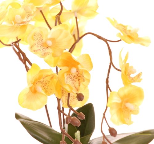 Storczyk mini żółty na Arena.pl