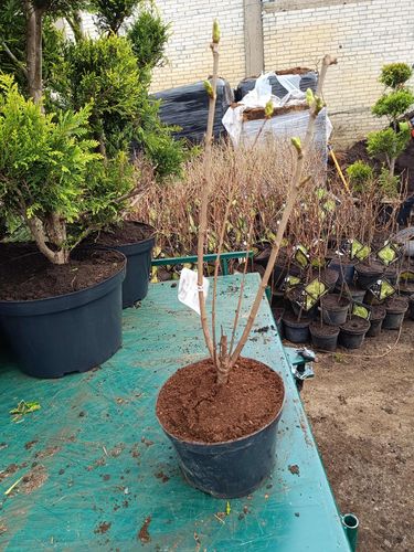 BEZ SENSATION oryginał - sadzonki 50 / 60 cm na Arena.pl