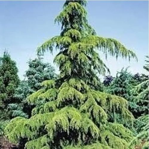 CEDR HIMALAJSKI - sadzonki 40 / 60 cm na Arena.pl
