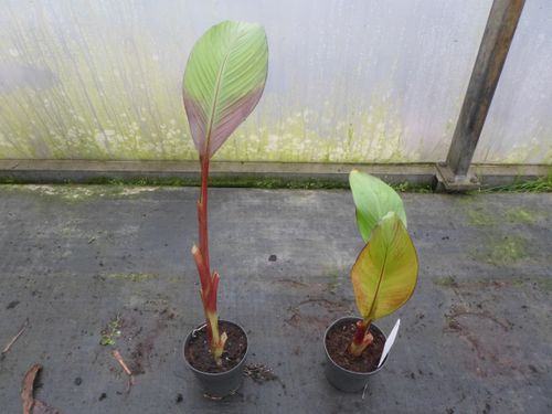 Bananowiec ensete Abisyński Maurelli banan P12 na Arena.pl