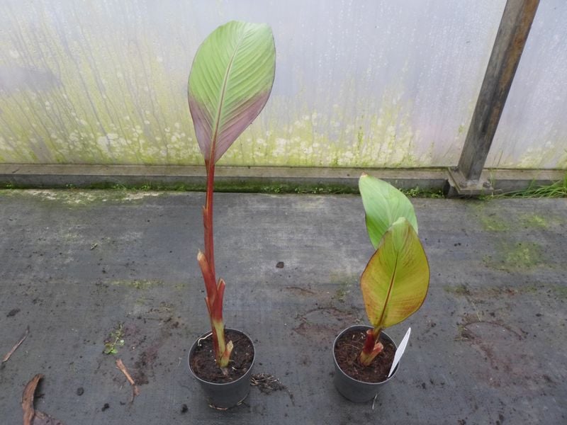 Bananowiec ensete Abisyński Maurelli banan P12 zdjęcie 6