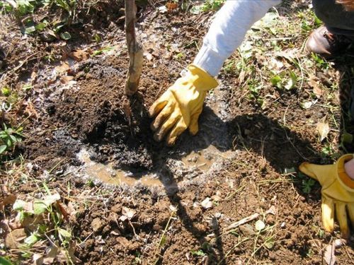 Dąb błotny duża sadzonka 50-80 cm na Arena.pl