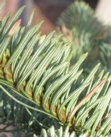 Jodła Szlachetna 4lata SADZONKI GK Abies Procera 20-35cm