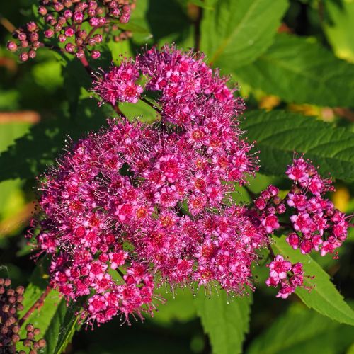 Tawuła japońska ‘Country Red’  Ciemnoróżowa (Spiraea japonica)  Poj. 2.0L na Arena.pl