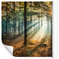 Fototapeta Las Drzewa Wschód Słońca do Sypialni 360x240