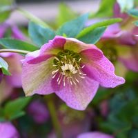 Ciemiernik wschodni 'Halycon Early Rose' Różowy (Helleborus orientalis)