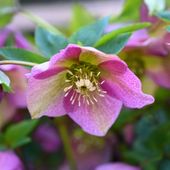 Ciemiernik wschodni 'Halycon Early Rose' Różowy (Helleborus orientalis)