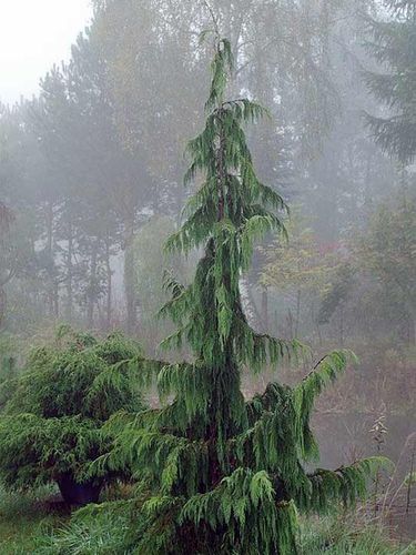 Cyprysik nutkajski Klippert C3 na Arena.pl