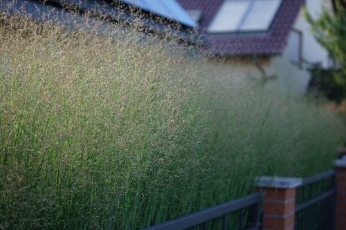 Proso rózgowate 'Hanse Herms' (Panicum virgatum) na Arena.pl