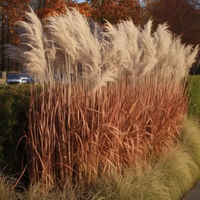 TRAWA MISKANT chiński Dronning Ingrid - sadzonki 20 / 30 cm