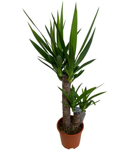JUKA JUKKA (JUCA YUCCA) 80cm na Arena.pl