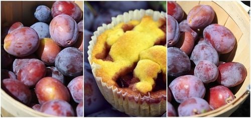 Śliwa RENKLODA ALTHANA /znana i niezwykle UWIELBIANA śliwka, dorodne na Arena.pl