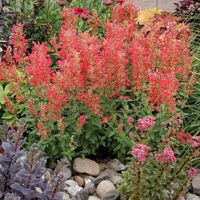 Kłosowiec KUDOS RED Czerwony Miododajny Kwitnie całe lato Sadzonki P11