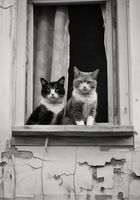 Plakat 70x100cm Para w Oknie