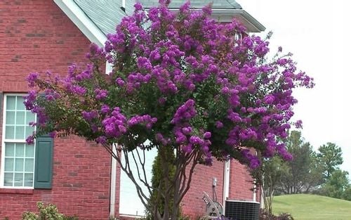 Lagerstroemia fioletowa Benoit P9 na Arena.pl