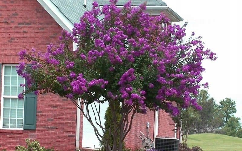 Lagerstroemia fioletowa Benoit P9 zdjęcie 5