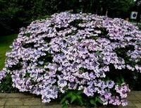 Hortensja LIBELLE KOLOROWE TALERZYKI SADZONKI