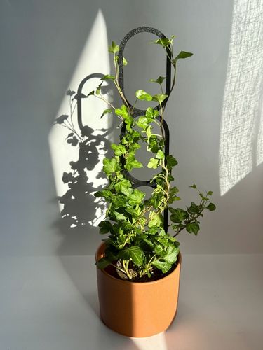 Podpora do Roślin Pnączy Podpórka Kwiatów Pnących Pergola Drabinka L na Arena.pl