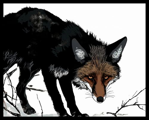 Plakat 50x40cm Nieufny Lis na Arena.pl