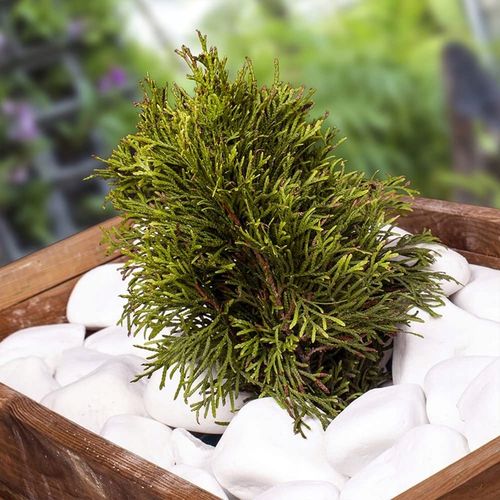 OTOCZAK BIAŁY KAMIEŃ THASSOS BIAŁE OTOCZAKI do OGRÓDU i DONICZEK 10 KG na Arena.pl