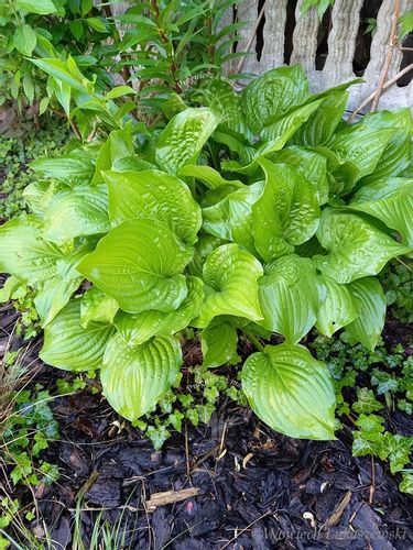 Funkia Hosta Byliny Sadzonka zielona na Arena.pl