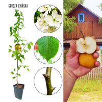 Grusza Chińska chrupiące soczyste owoce 180-220 cm