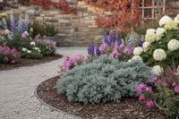 JAŁOWIEC BLUE STAR - sadzonka 10 / 20 cm