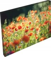 OBRAZ na płótnie KWIATY łąkowe polana 120x80