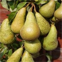 Grusza KONFERENCJA mrozoodporna DOBRY ZAPYLACZ popularna sadzonka