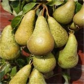 Grusza KONFERENCJA mrozoodporna DOBRY ZAPYLACZ popularna sadzonka