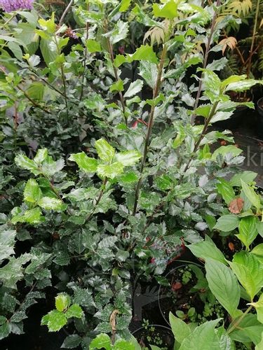 Ostrokrzew Blue Prince żywopłot zimozielony na Arena.pl