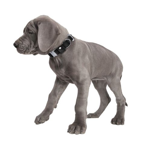 solidna obroża z canvasu dla psa rozmiar  s 15p01s na Arena.pl