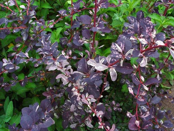 C2 BERBERYS SILVER MILES KRZEWY24 zdjęcie 1