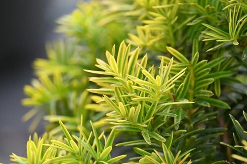 Cis pospolity Summergold - Taxus baccata na Arena.pl